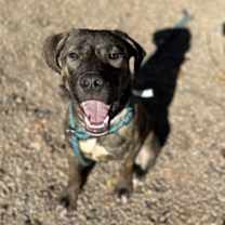 adopt-pet