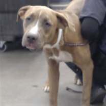 adopt-pet