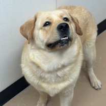 adopt-pet