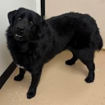 adopt-pet