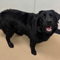 adopt-pet