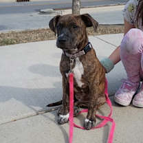 Thumbnail photo of Circe (Nova) (in Foster) #1