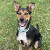 adopt-pet