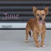adopt-pet