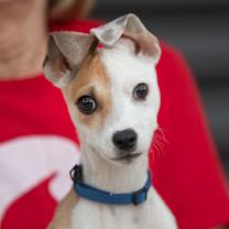 adopt-pet