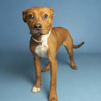adopt-pet