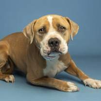 adopt-pet