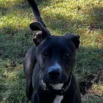 adopt-pet