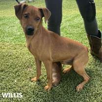 Thumbnail photo of Willis #1