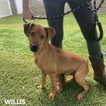 Thumbnail photo of Willis #3