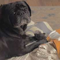 Thumbnail photo of Puggles #3