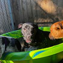 Thumbnail photo of Nova @ Foster #2