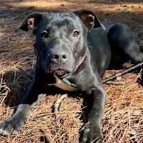 Thumbnail photo of Nova @ Foster #4