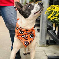 Thumbnail photo of STONE #3