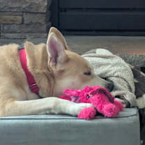 Thumbnail photo of Aristotle #3