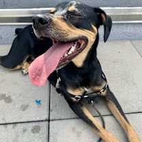 Thumbnail photo of Oscar *courtesy post* #1