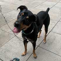 Thumbnail photo of Oscar *courtesy post* #3