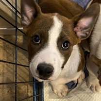 adopt-pet