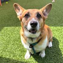 Thumbnail photo of Lorcan #1