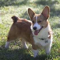 Thumbnail photo of Cheech & Chong #2