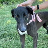 Thumbnail photo of Astra #1