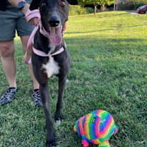 Thumbnail photo of Astra #2