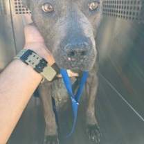 adopt-pet