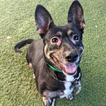 adopt-pet