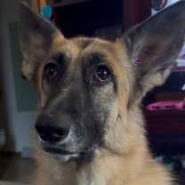 Thumbnail photo of Astrid #3