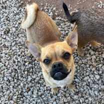 adopt-pet