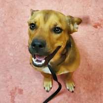 adopt-pet