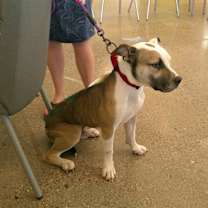 adopt-pet
