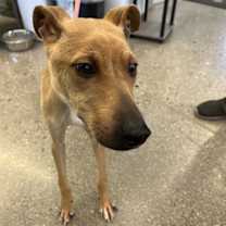 adopt-pet
