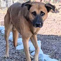 adopt-pet