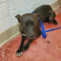 adopt-pet