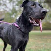 Thumbnail photo of Archie #2