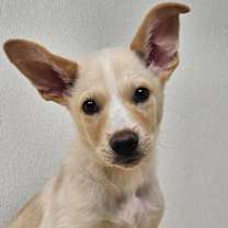 adopt-pet