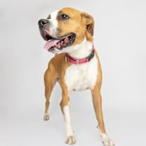 Thumbnail photo of Yogi #1