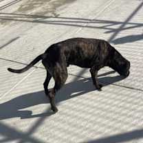 Thumbnail photo of Buck #2