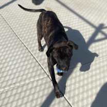 Thumbnail photo of Buck #3