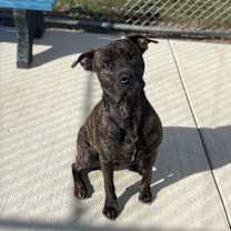 Thumbnail photo of Buck #4