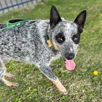 Thumbnail photo of DINAH #2