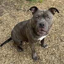 Thumbnail photo of Penelope HW+ #3