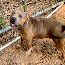 Thumbnail photo of Eddie #1