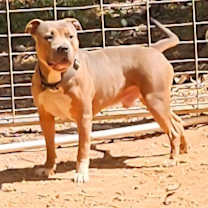 Thumbnail photo of Eddie #2