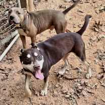 Thumbnail photo of Eddie #4