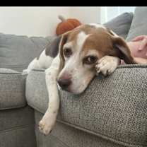 Thumbnail photo of Piper #3