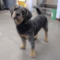 adopt-pet