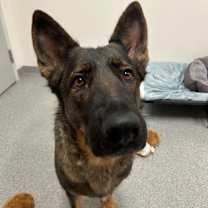adopt-pet