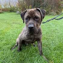 adopt-pet